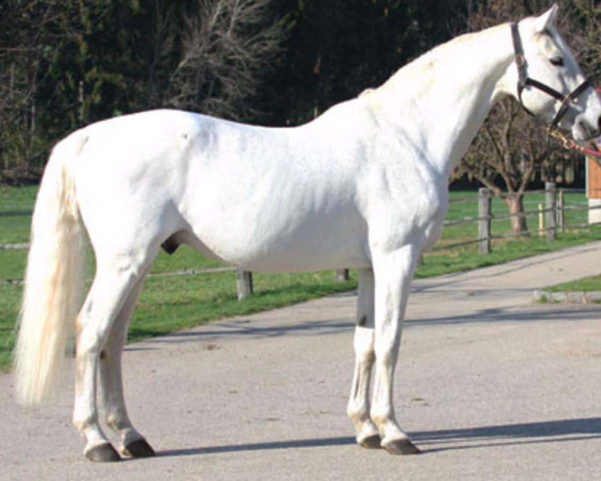 Cascavelle