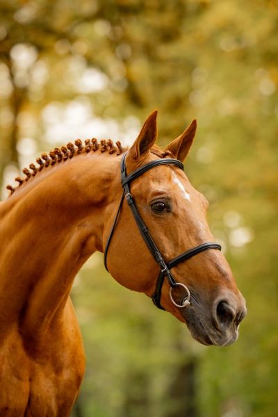 Epleasure van't Heike Z