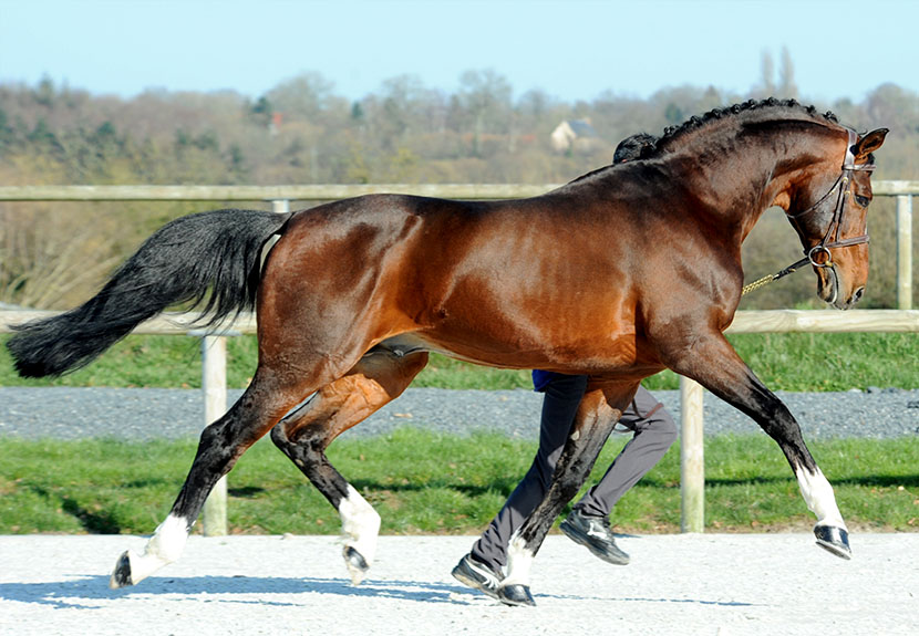 Quintus